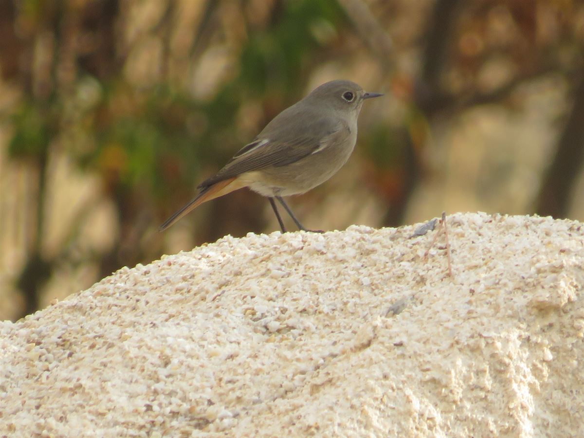Black Redstart