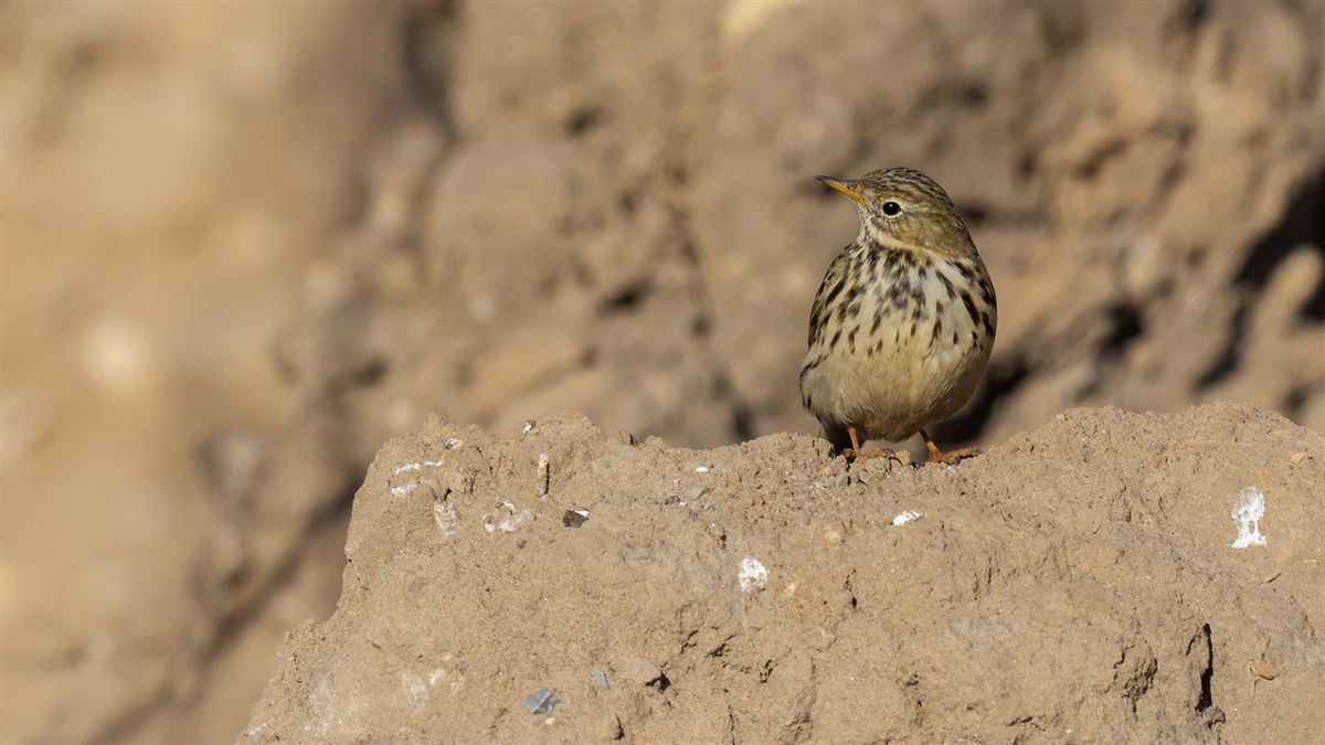 Meadow Pipit