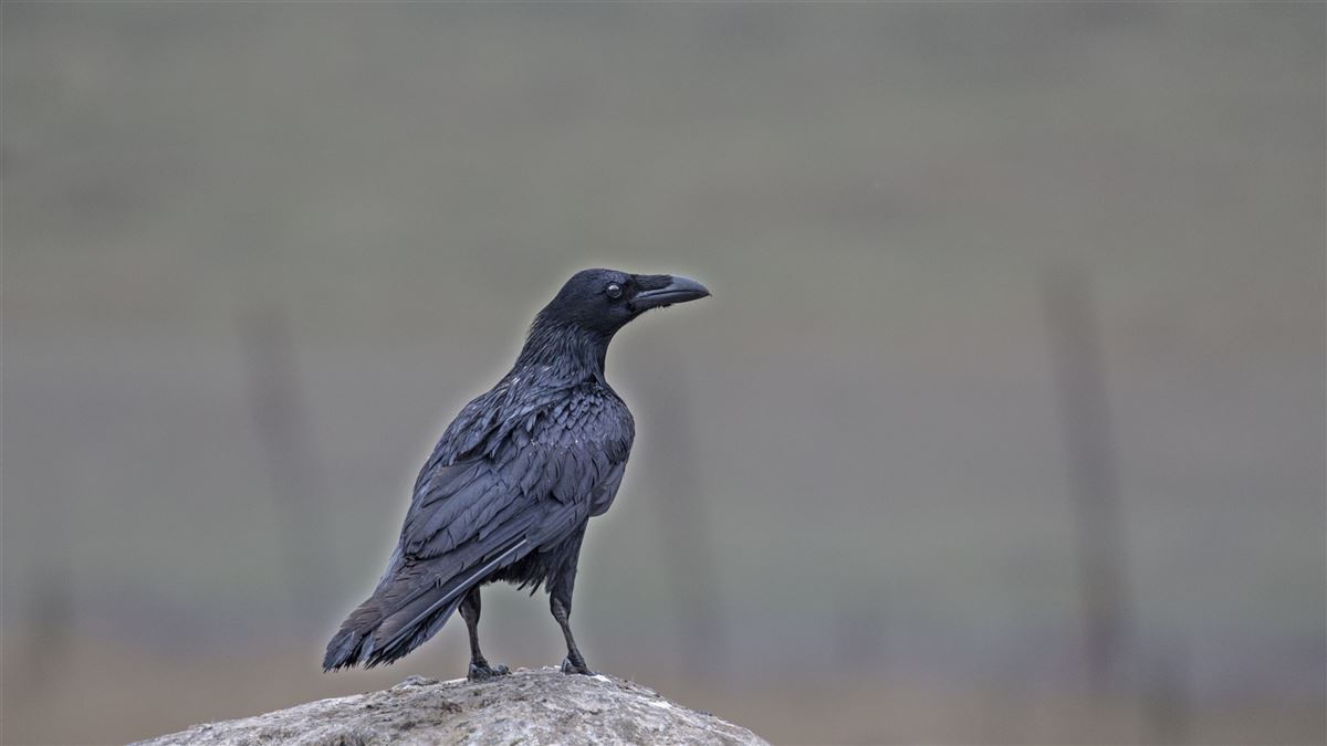 Northern Raven
