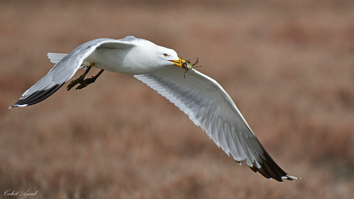 Yellow-legged Gull
