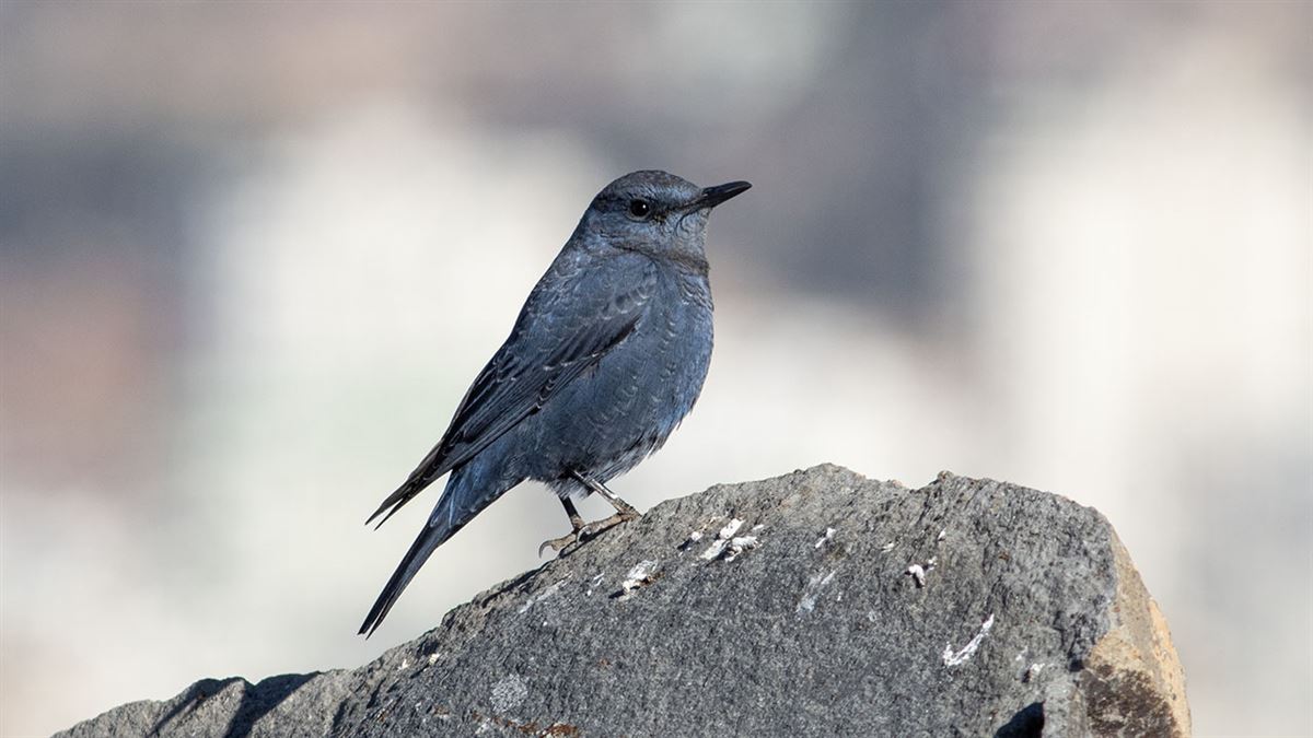 Blue Rock Thrush