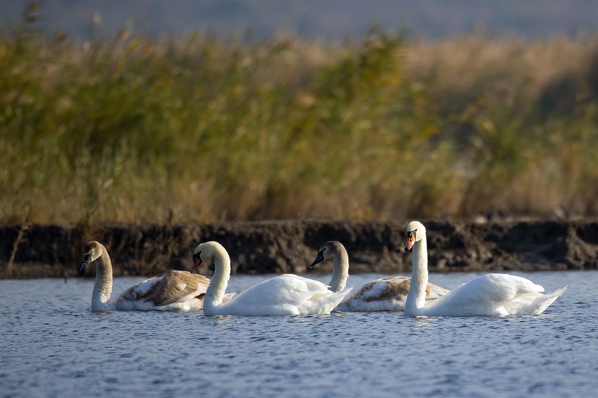 Mute Swan