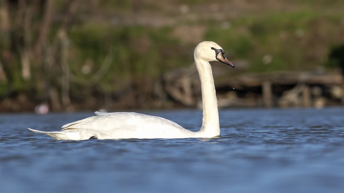Mute Swan