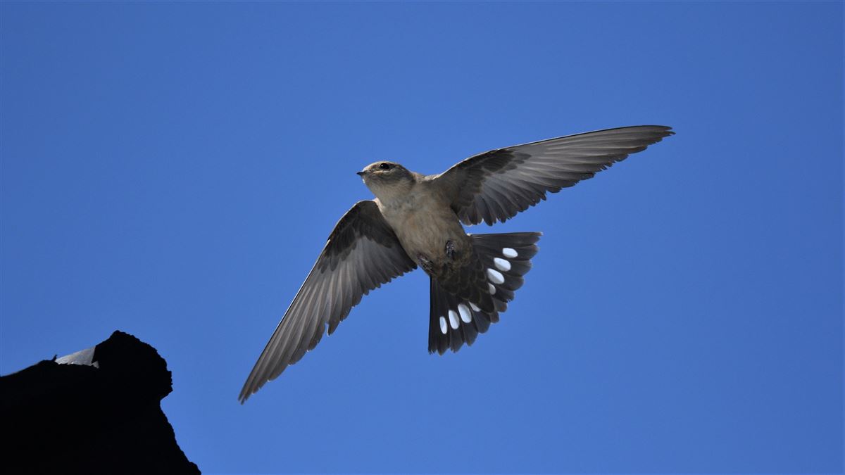 Eurasian Crag Martin