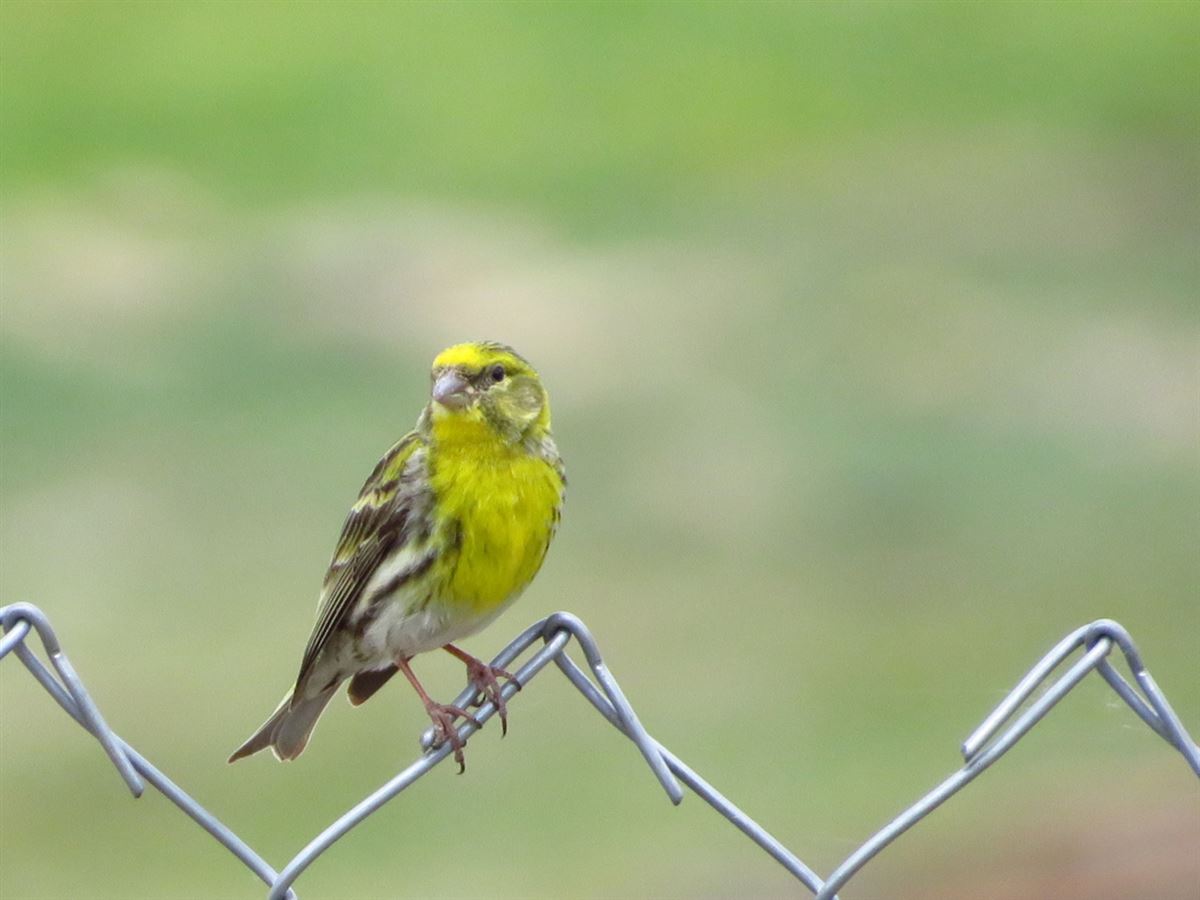 European Serin