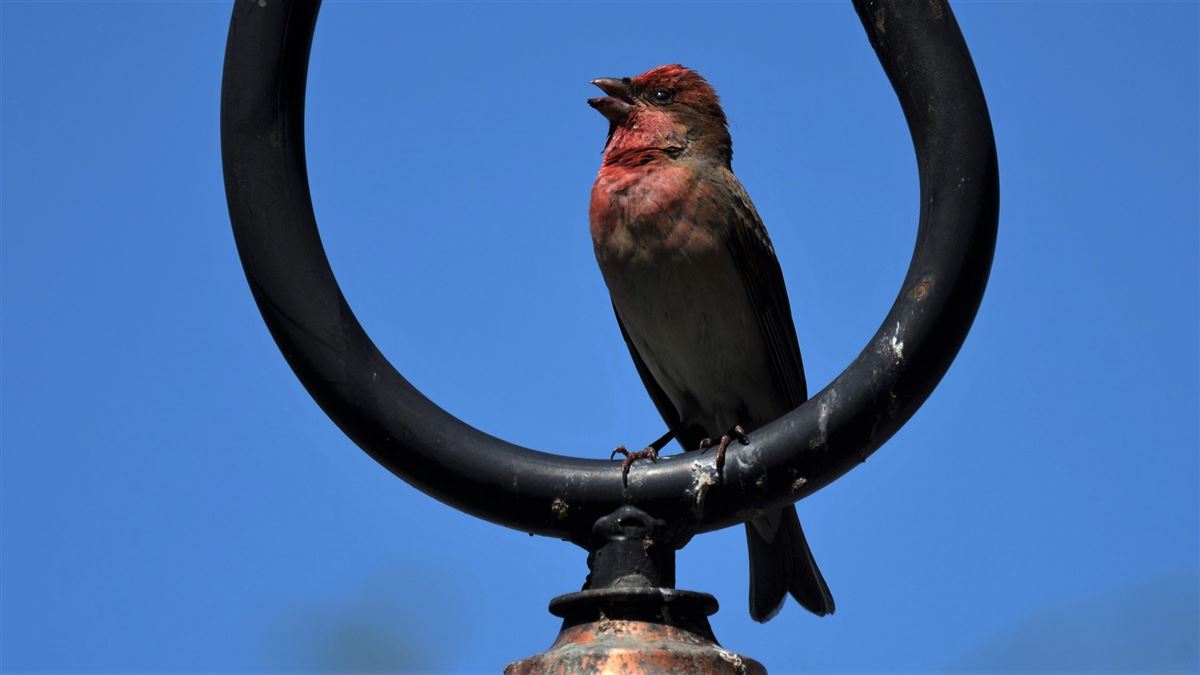 Common Rosefinch