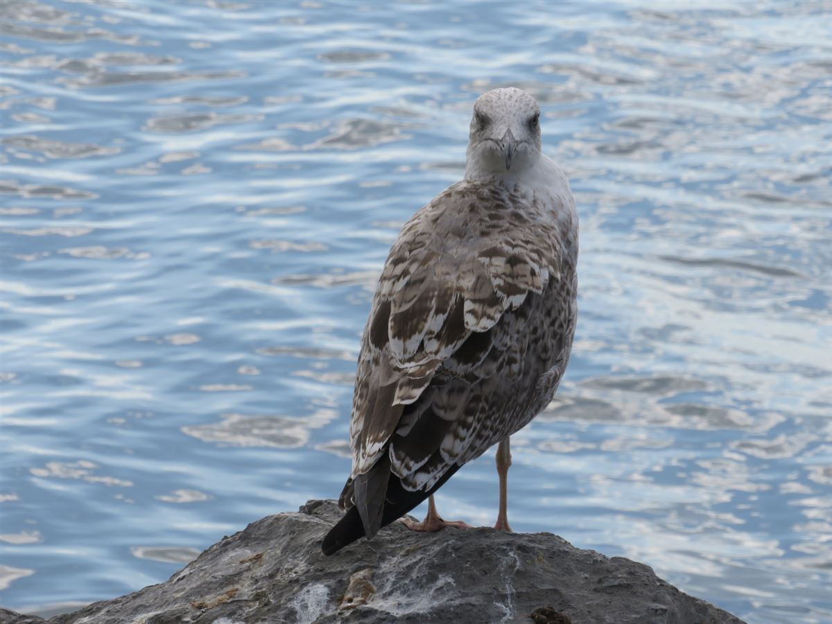 Yellow-legged Gull