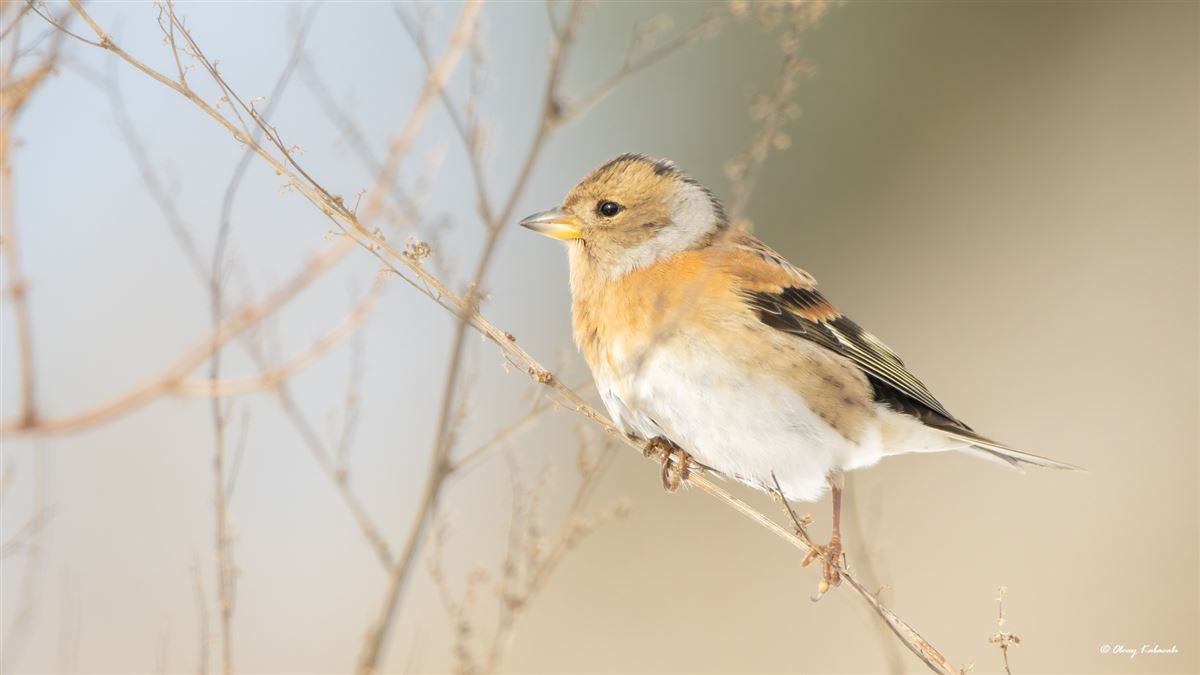 Brambling