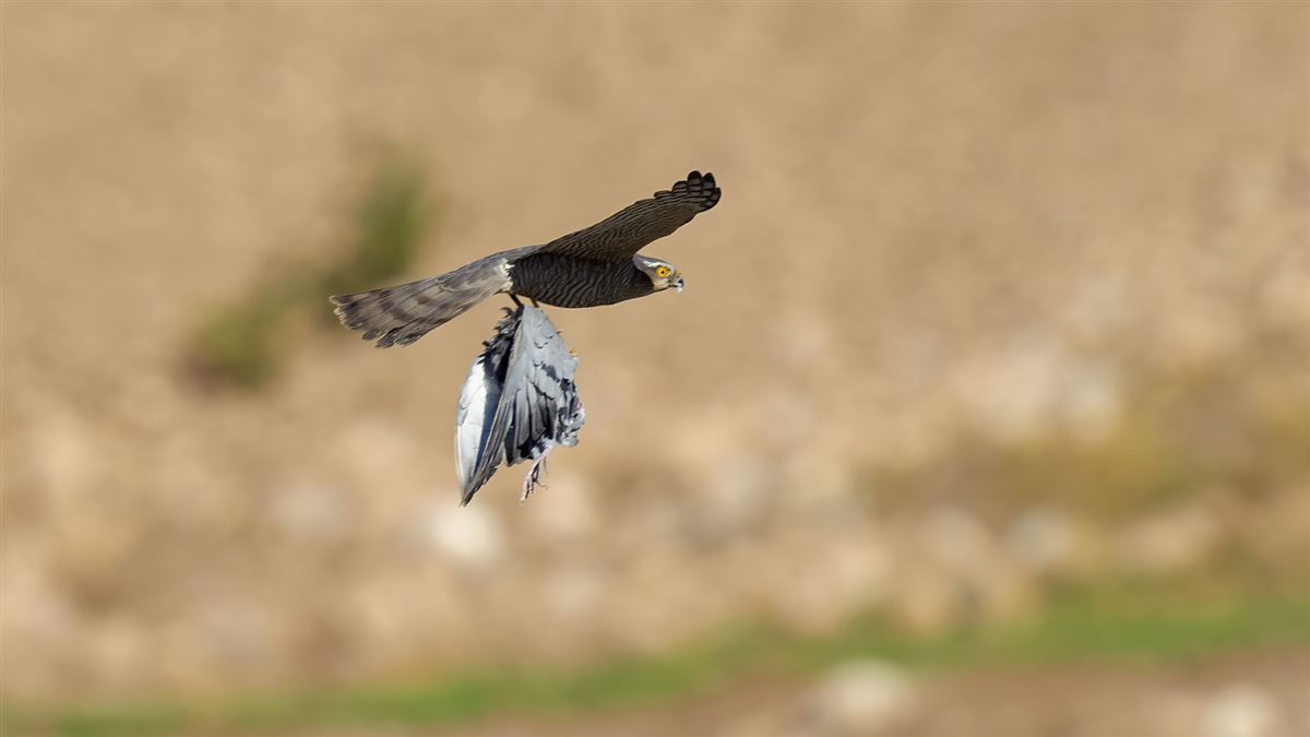 Eurasian Sparrowhawk