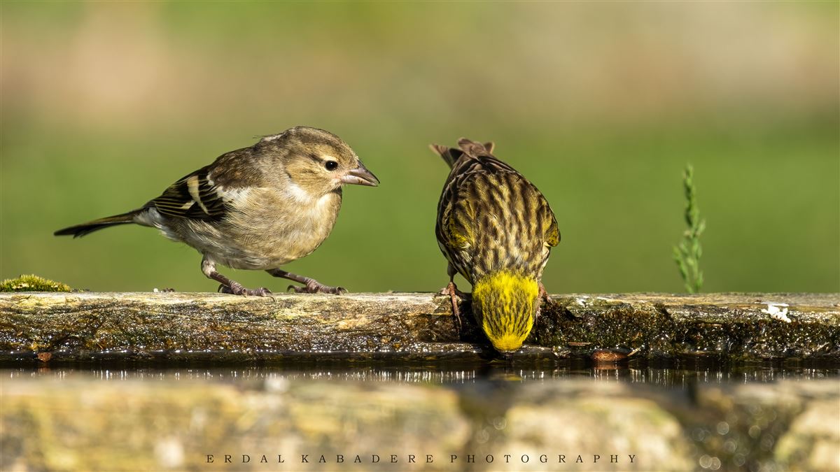Eurasian Chaffinch