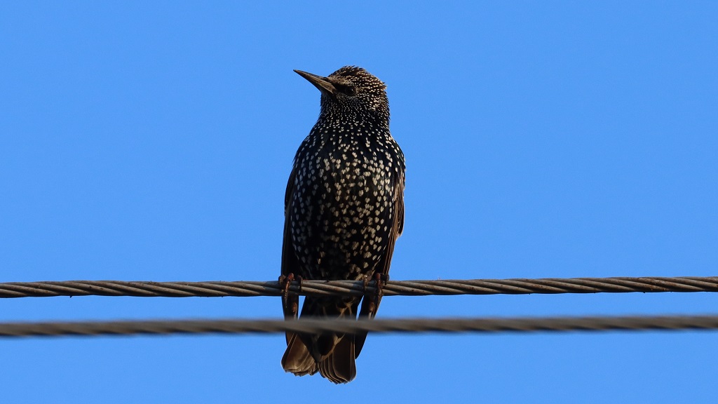 Common Starling