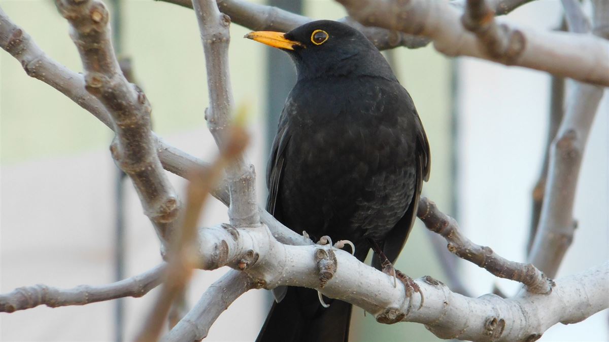 Common Blackbird