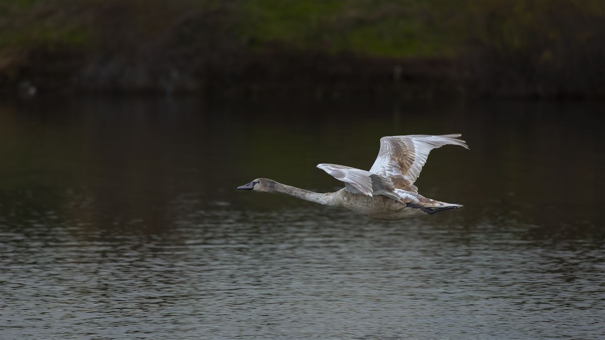 Mute Swan