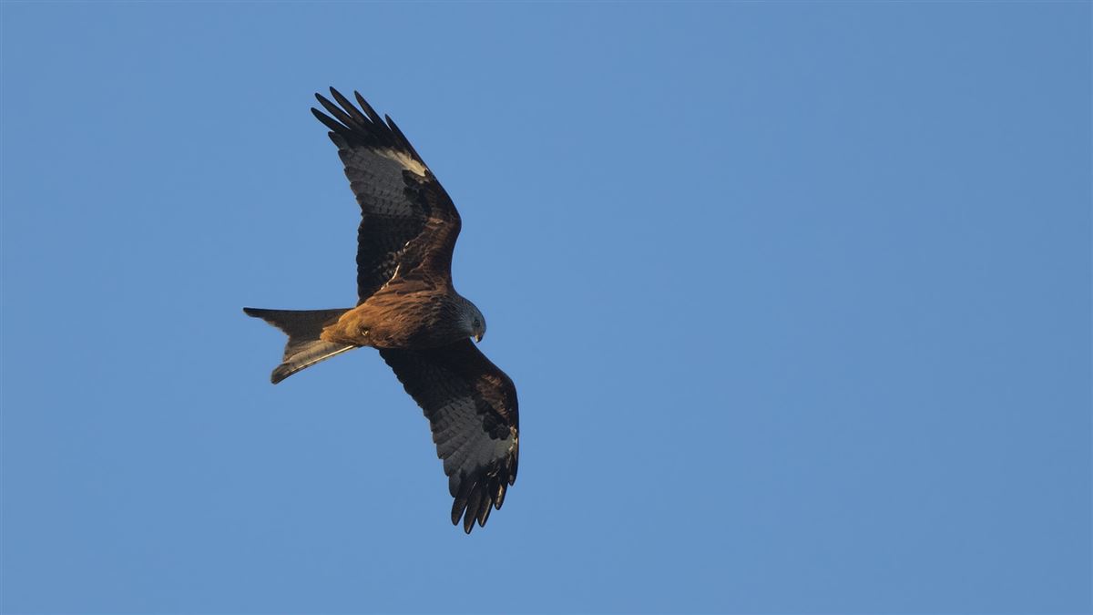 Red Kite