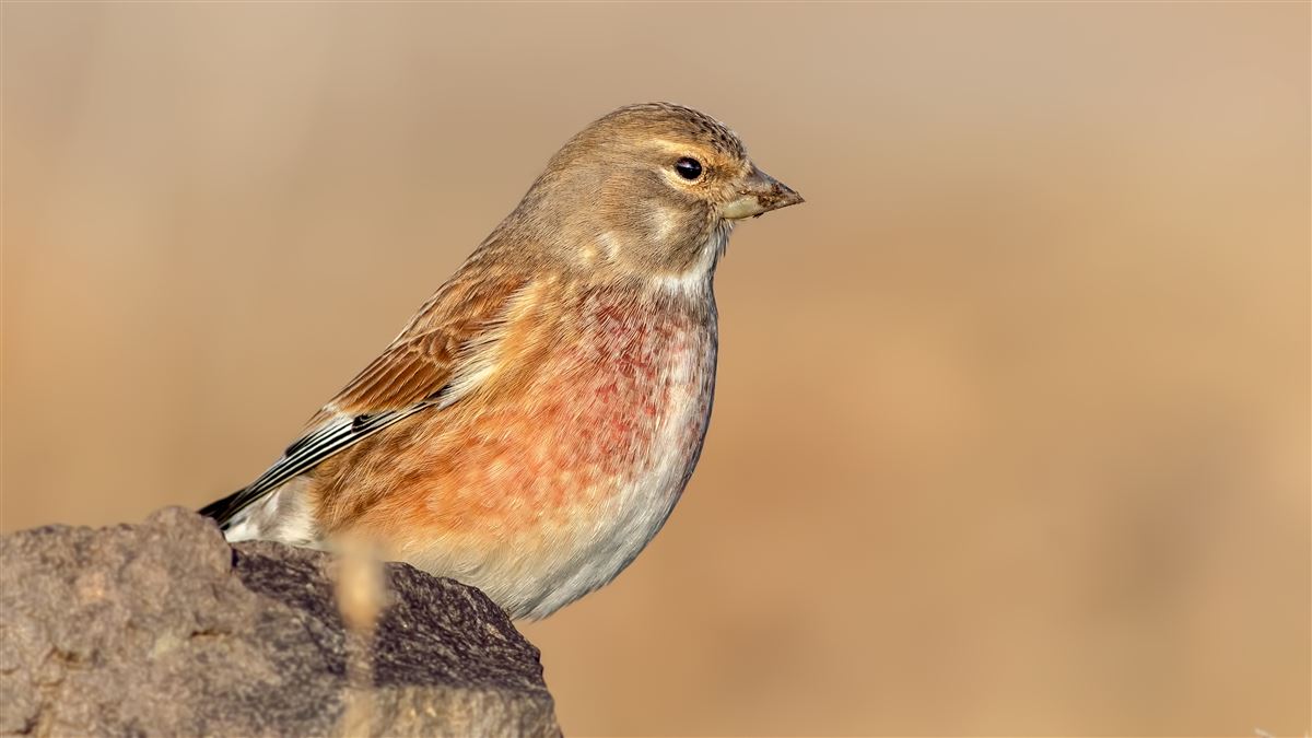 Common Linnet