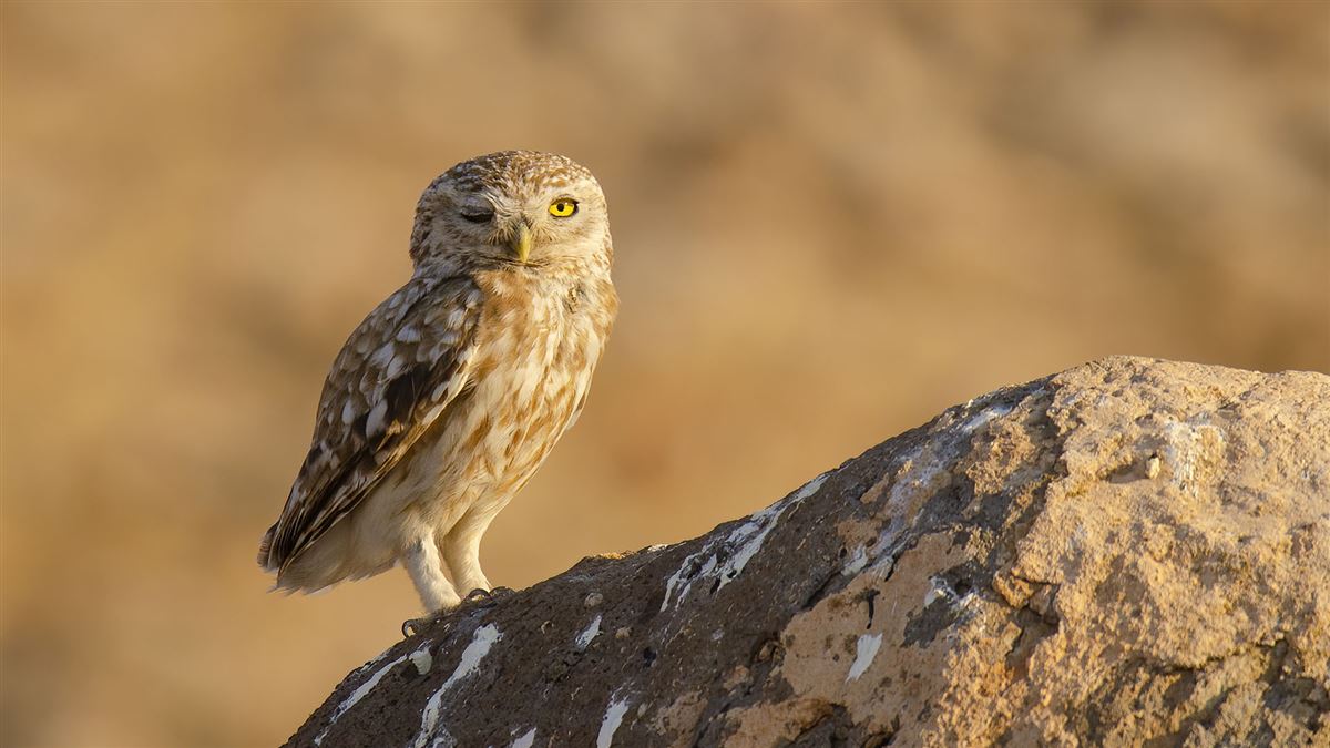 Little Owl