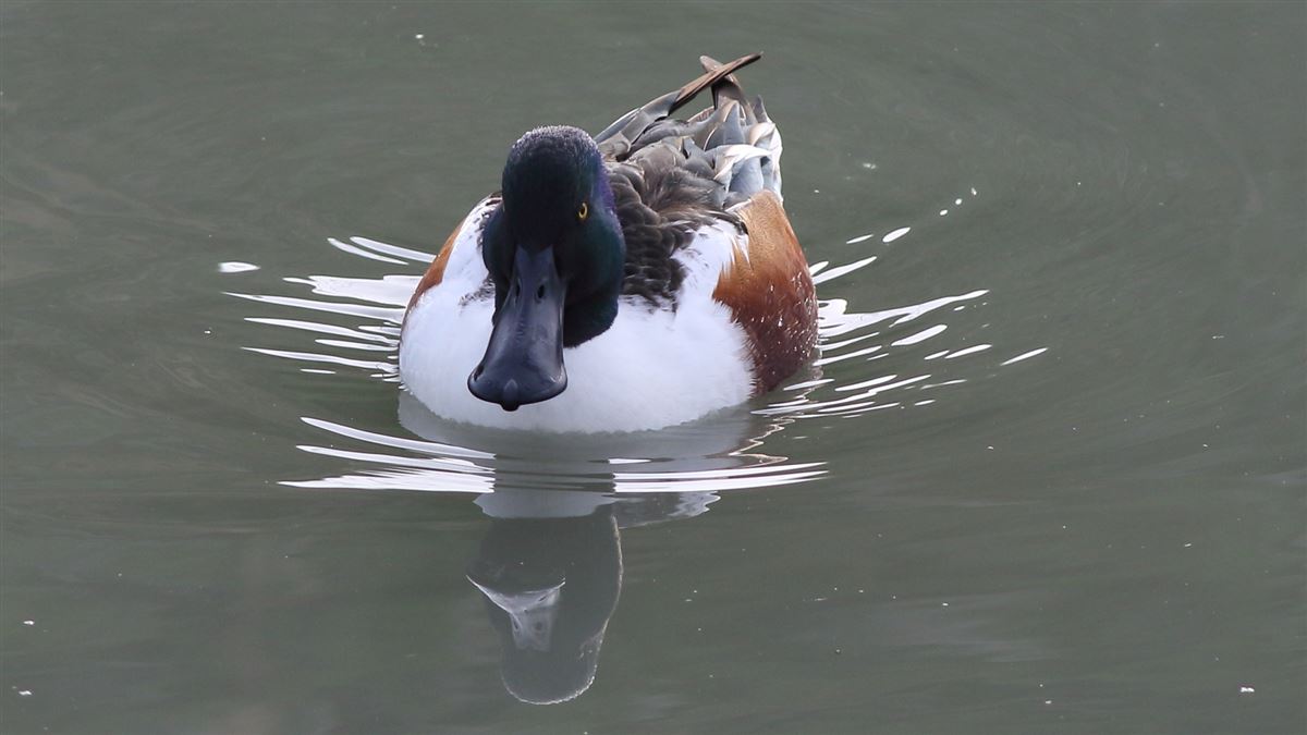 Northern Shoveler