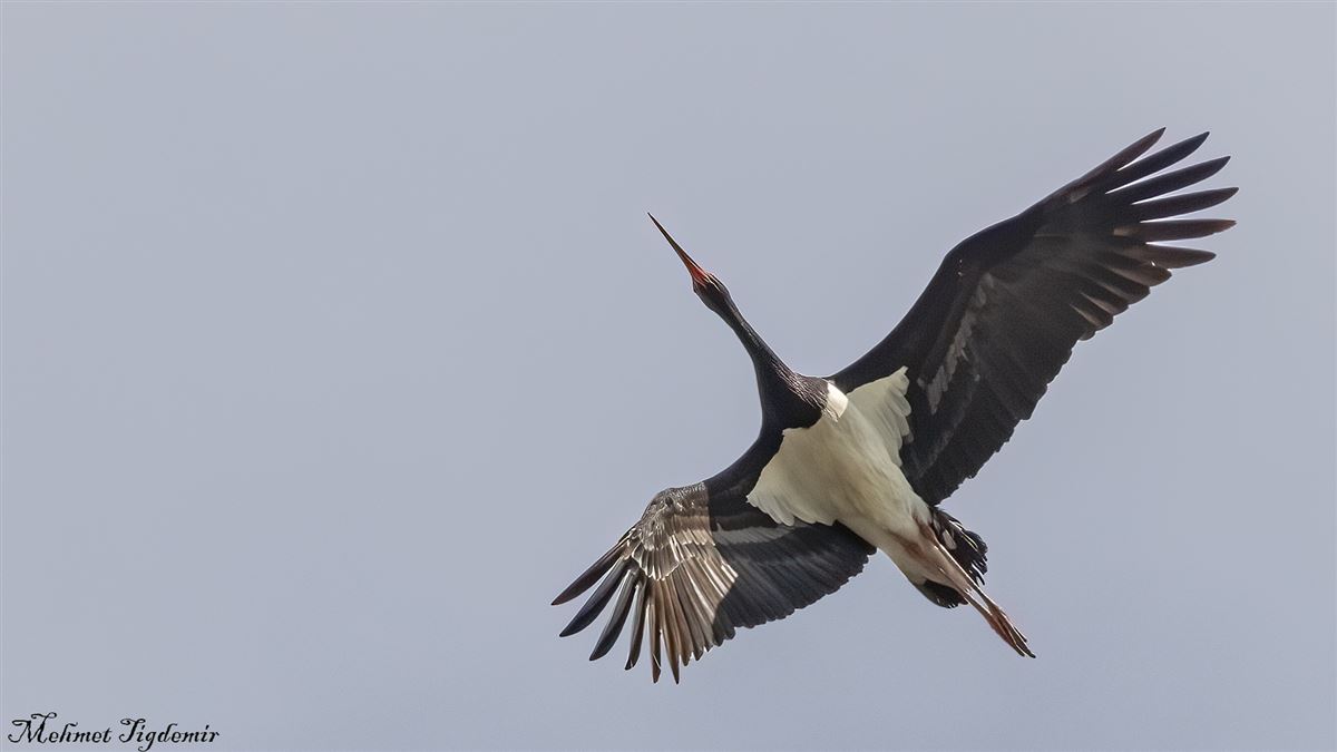 Black Stork