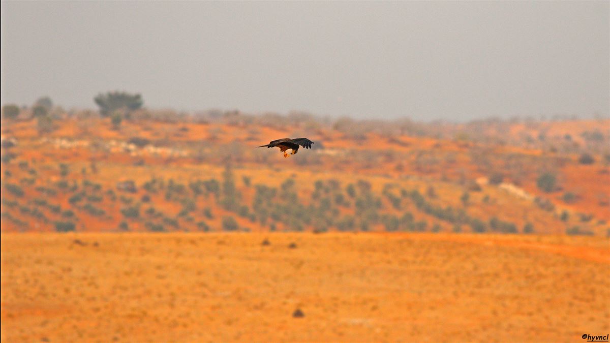 Black Kite