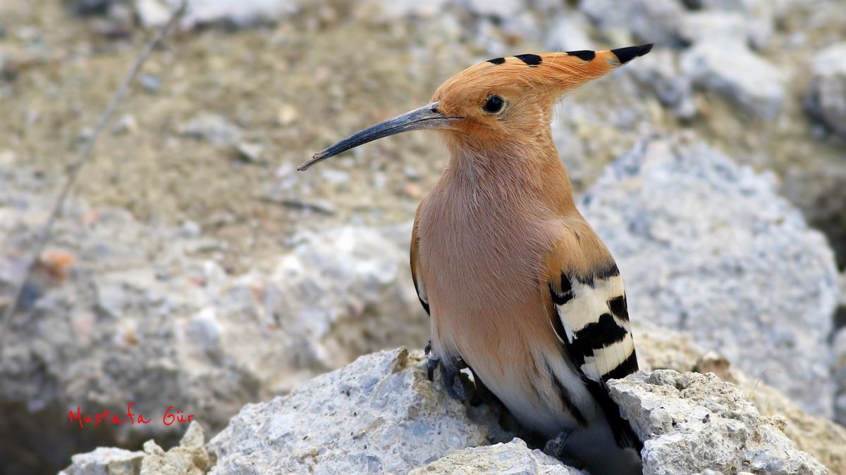 Common Hoopoe