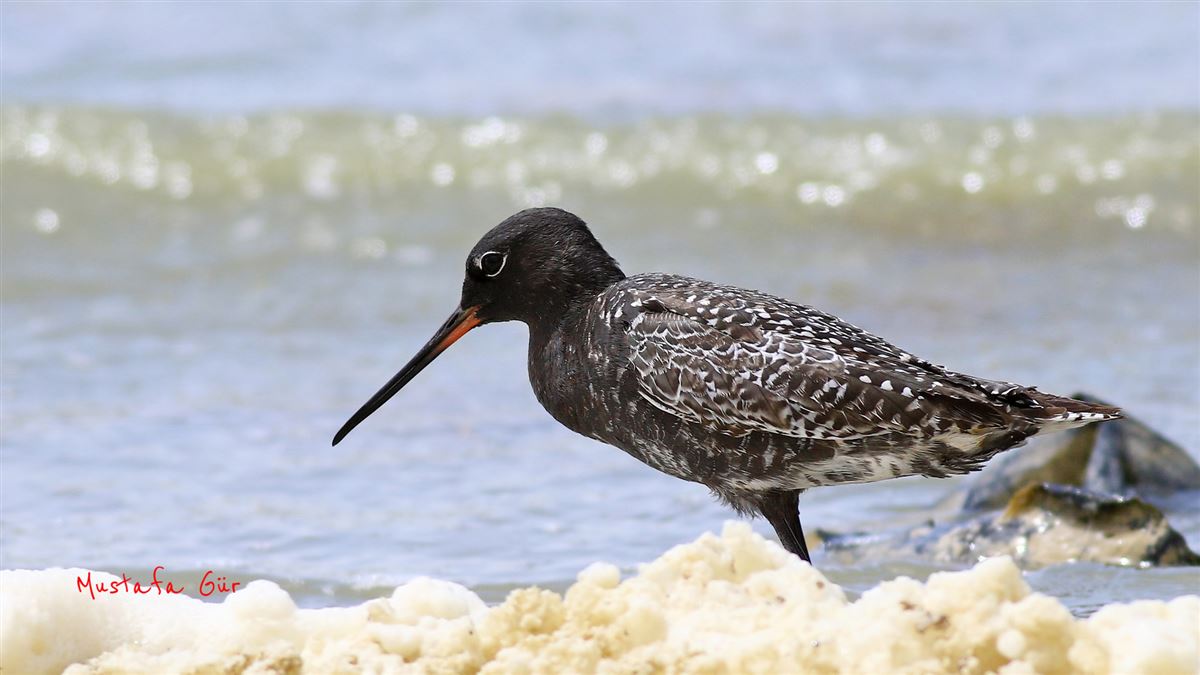 Spotted Redshank