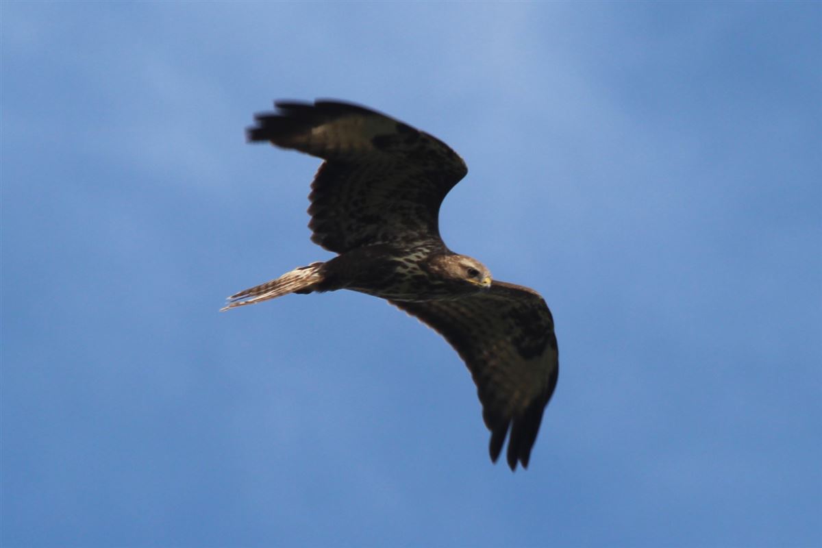 Common Buzzard