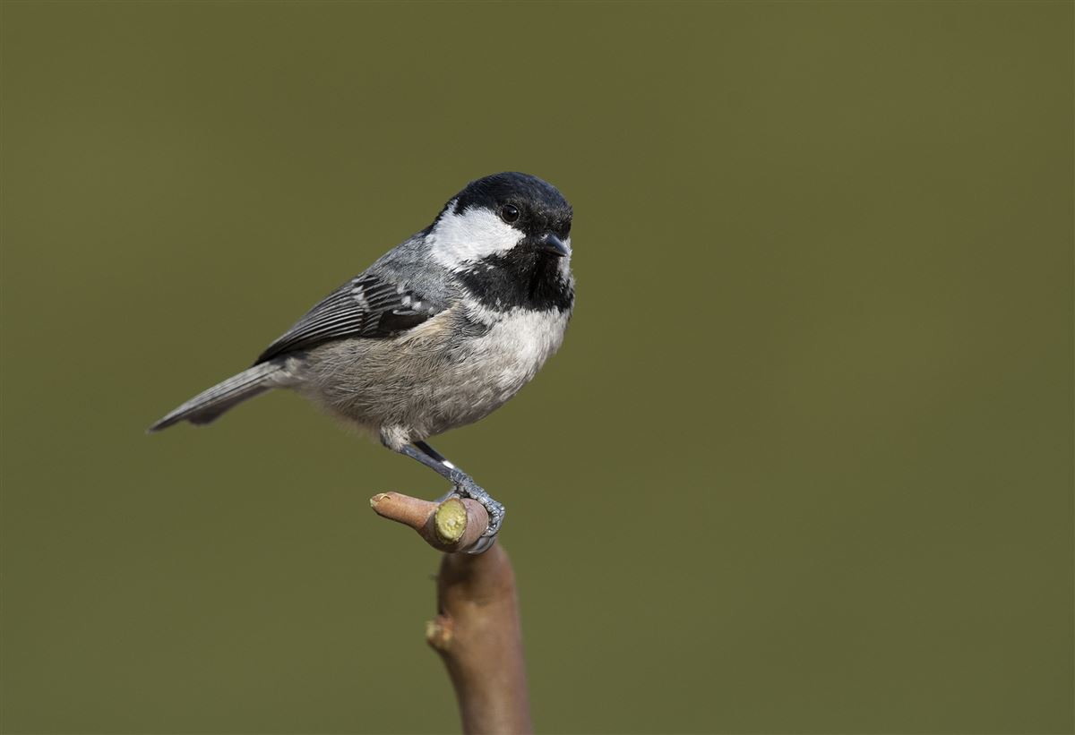 Coal Tit