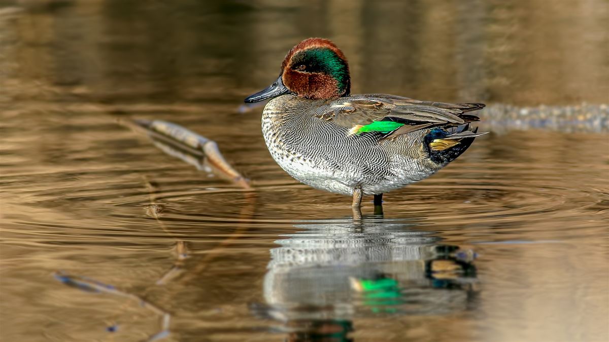 Eurasian Teal