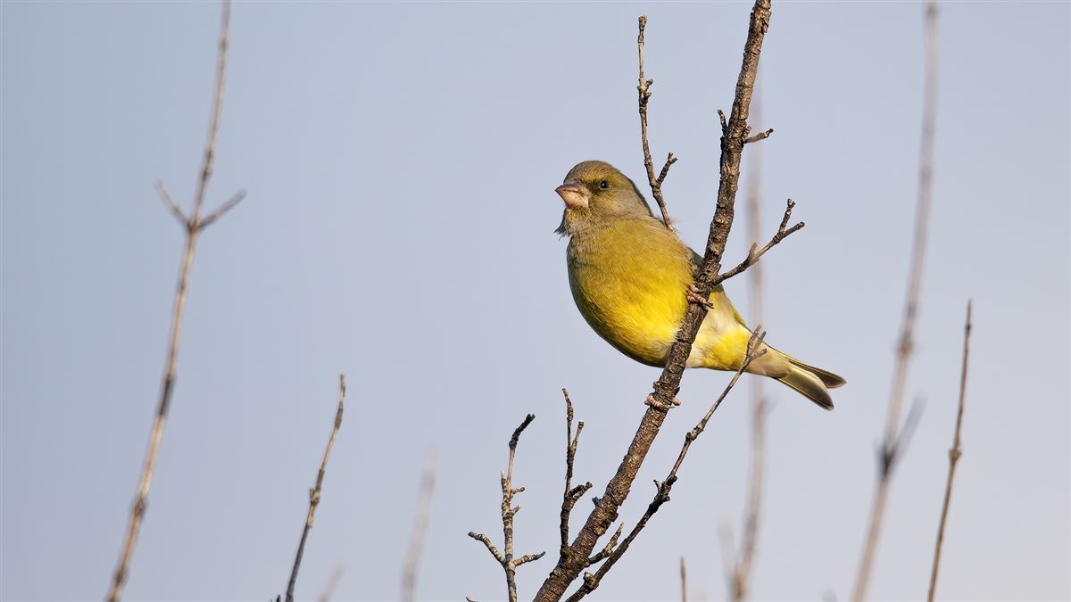 European Greenfinch