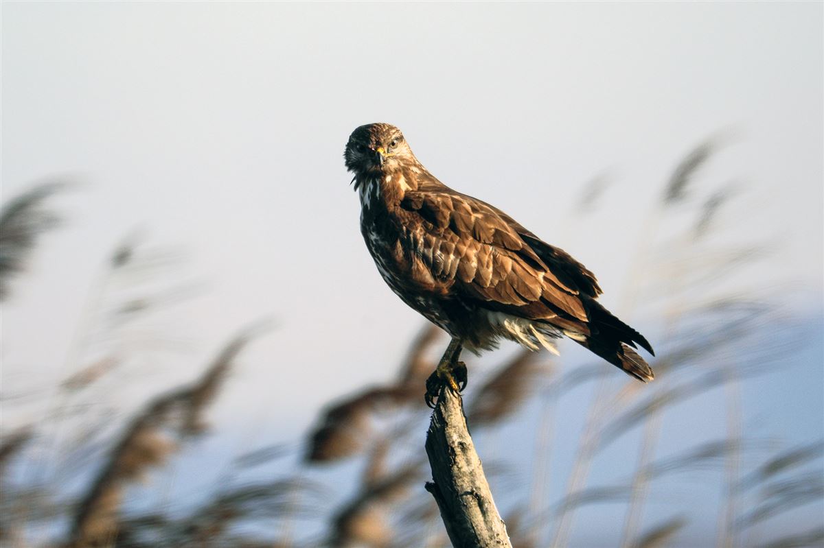Common Buzzard