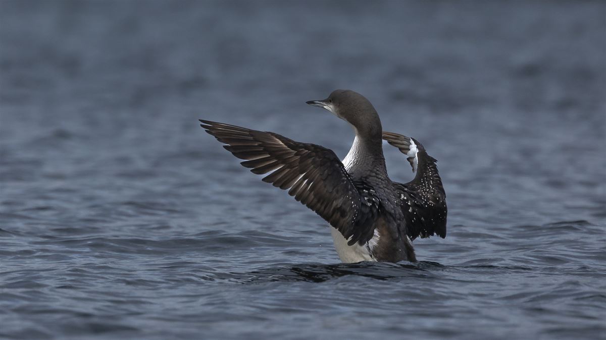 Black-throated Loon
