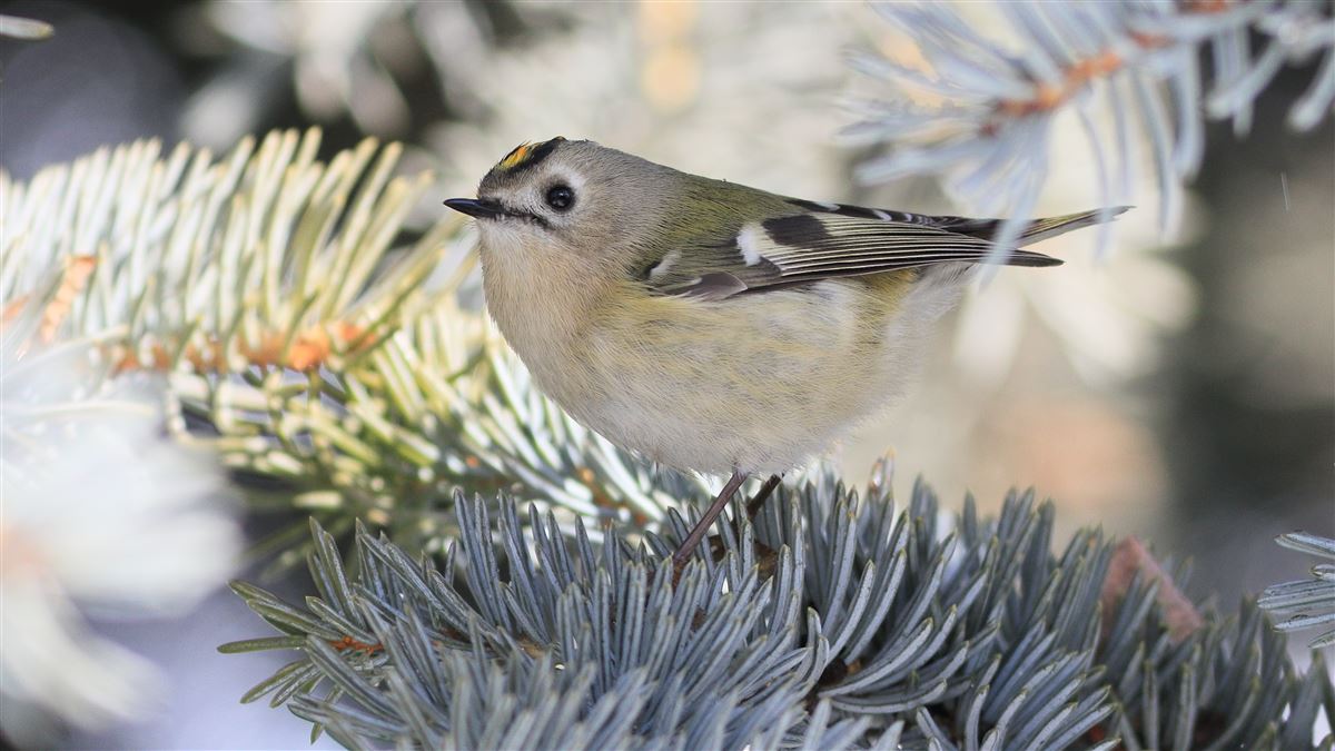 Goldcrest