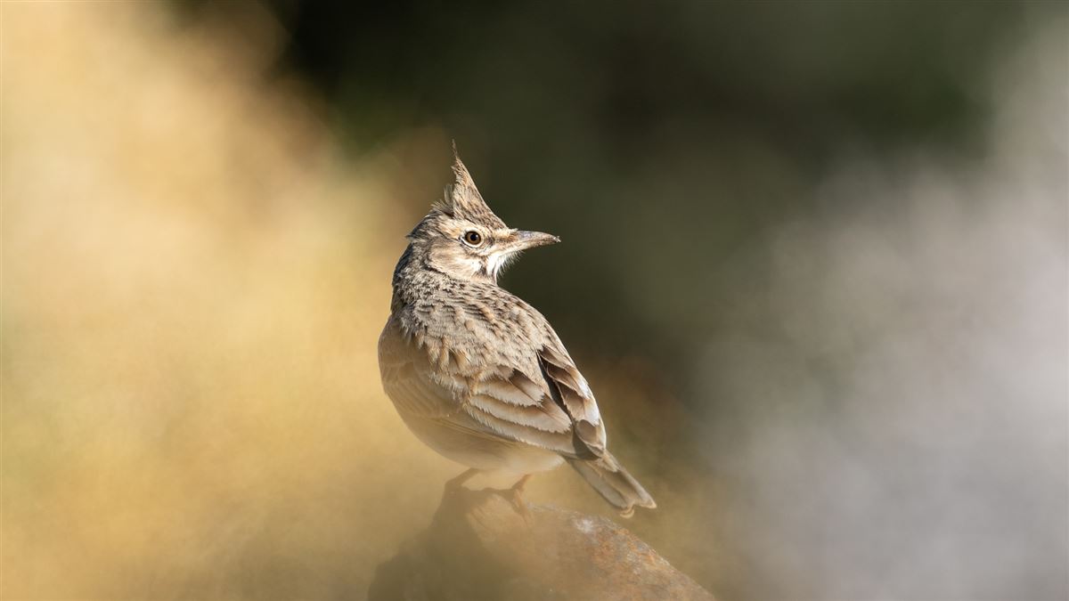 Crested Lark
