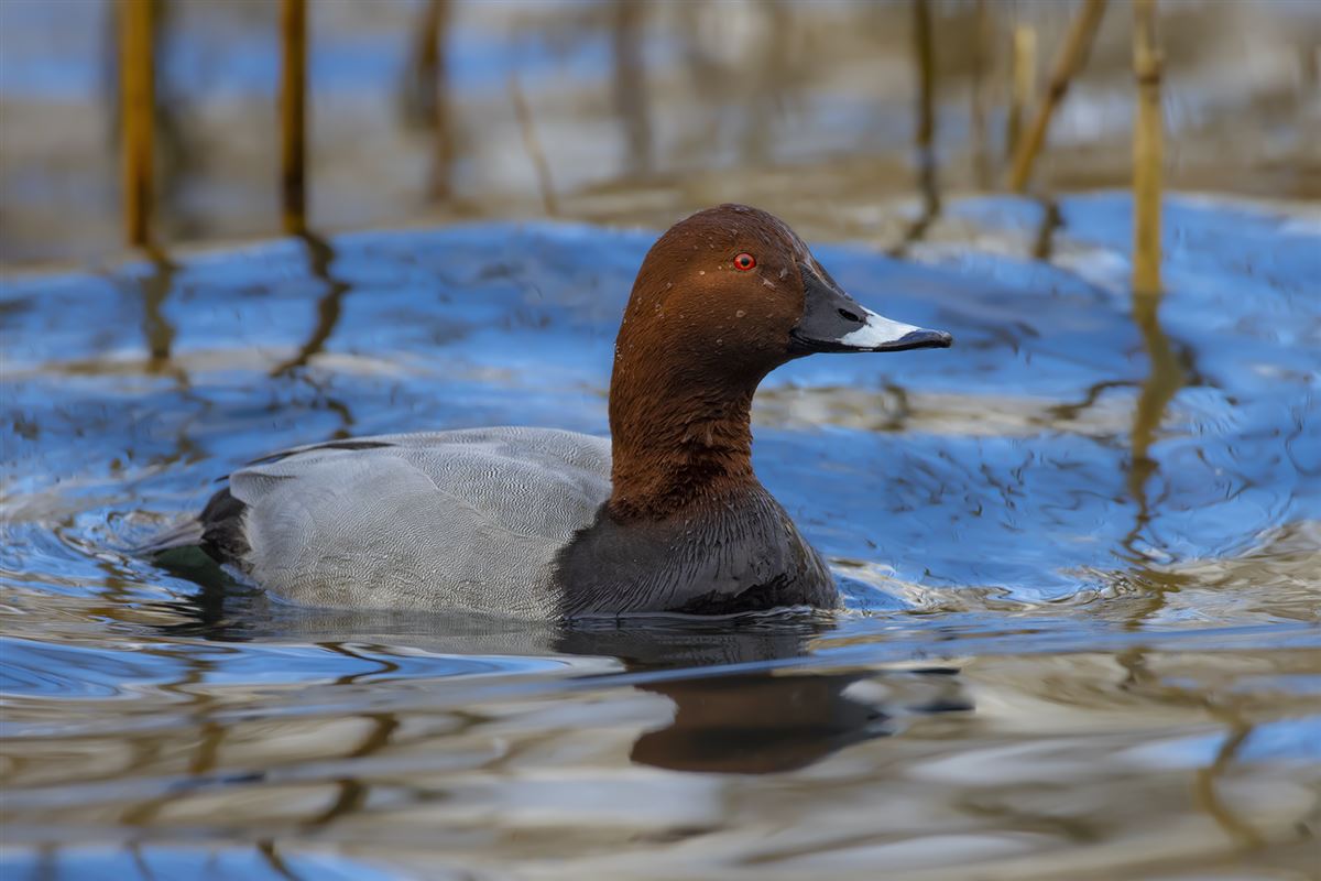 Common Pochard
