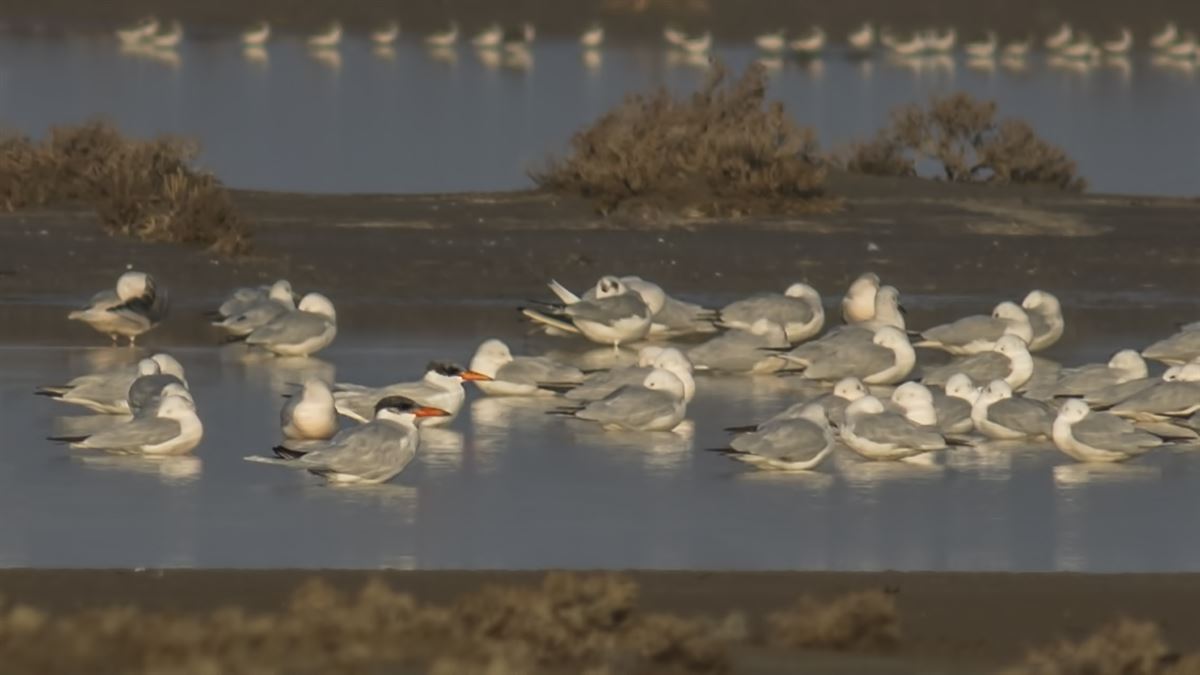 Caspian Tern