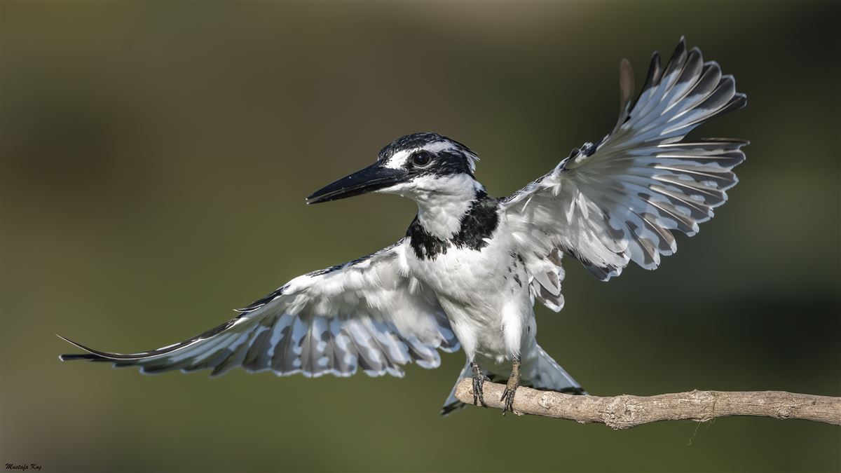 Pied Kingfisher