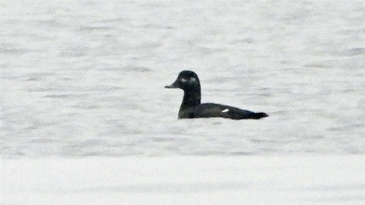 Velvet Scoter