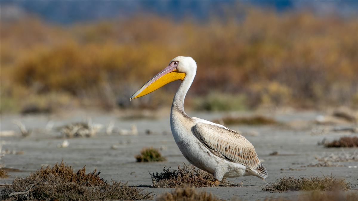 Great White Pelican