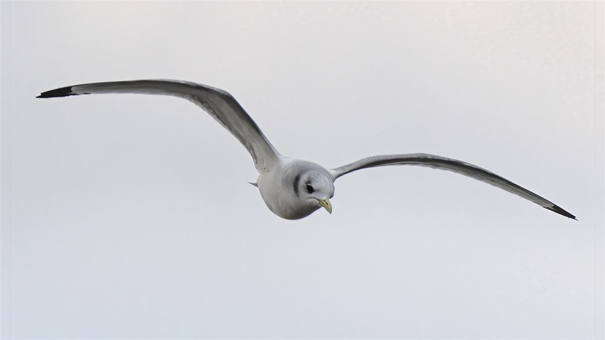 Black-legged Kittiwake
