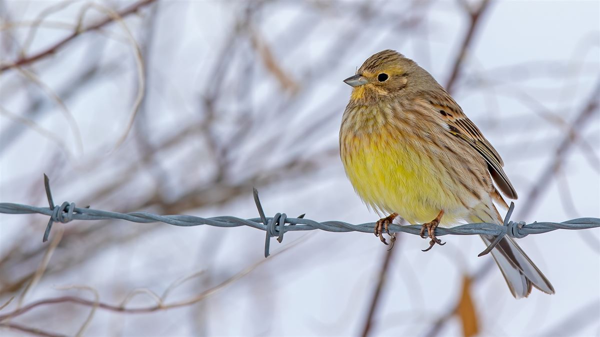 Yellowhammer