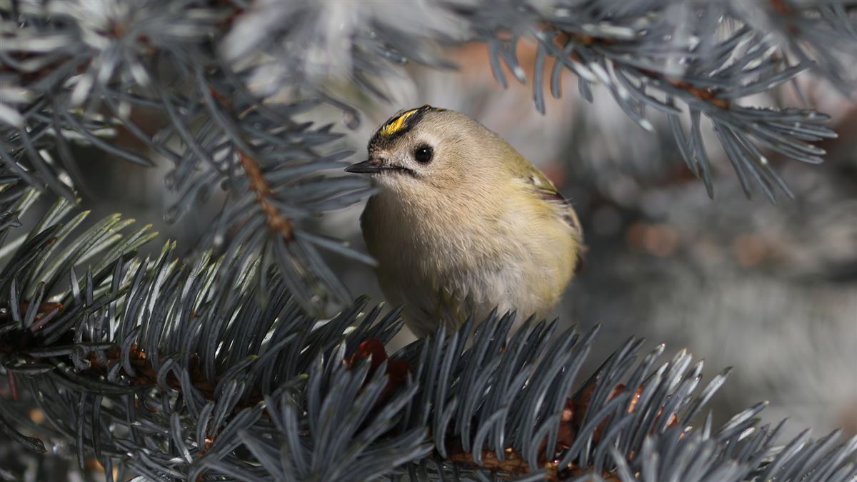 Goldcrest