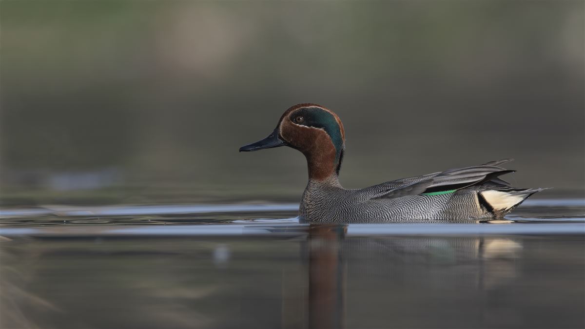 Eurasian Teal
