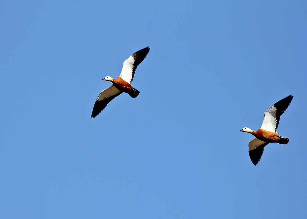 Ruddy Shelduck