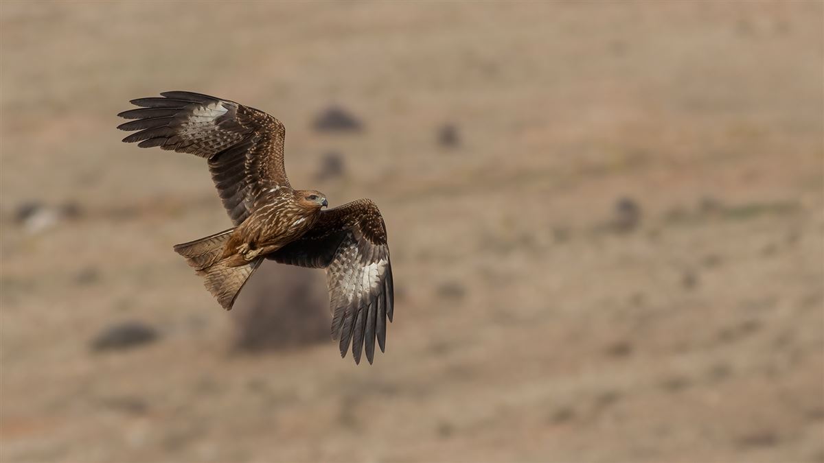 Black Kite