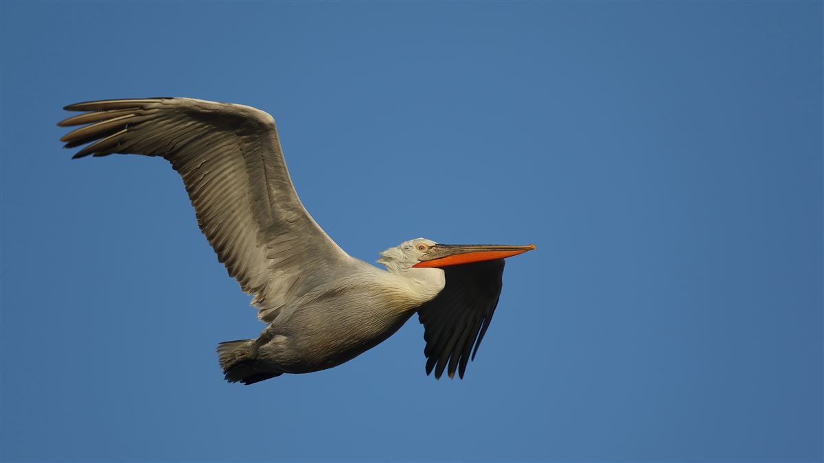 Dalmatian Pelican