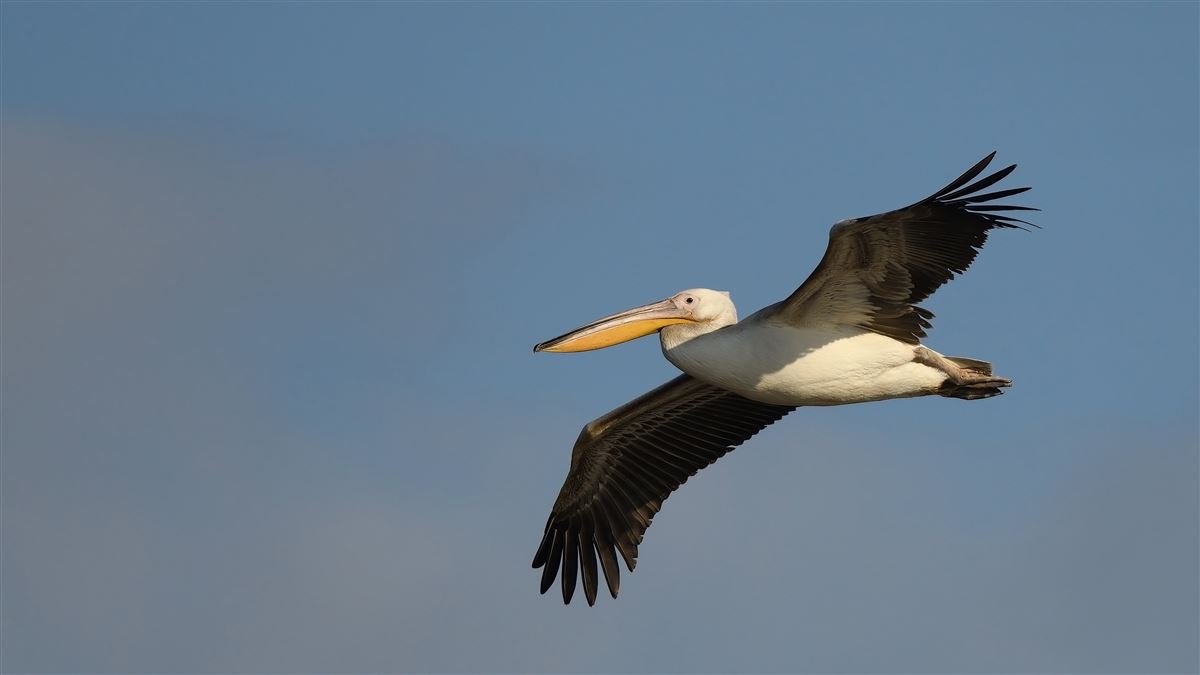 Great White Pelican