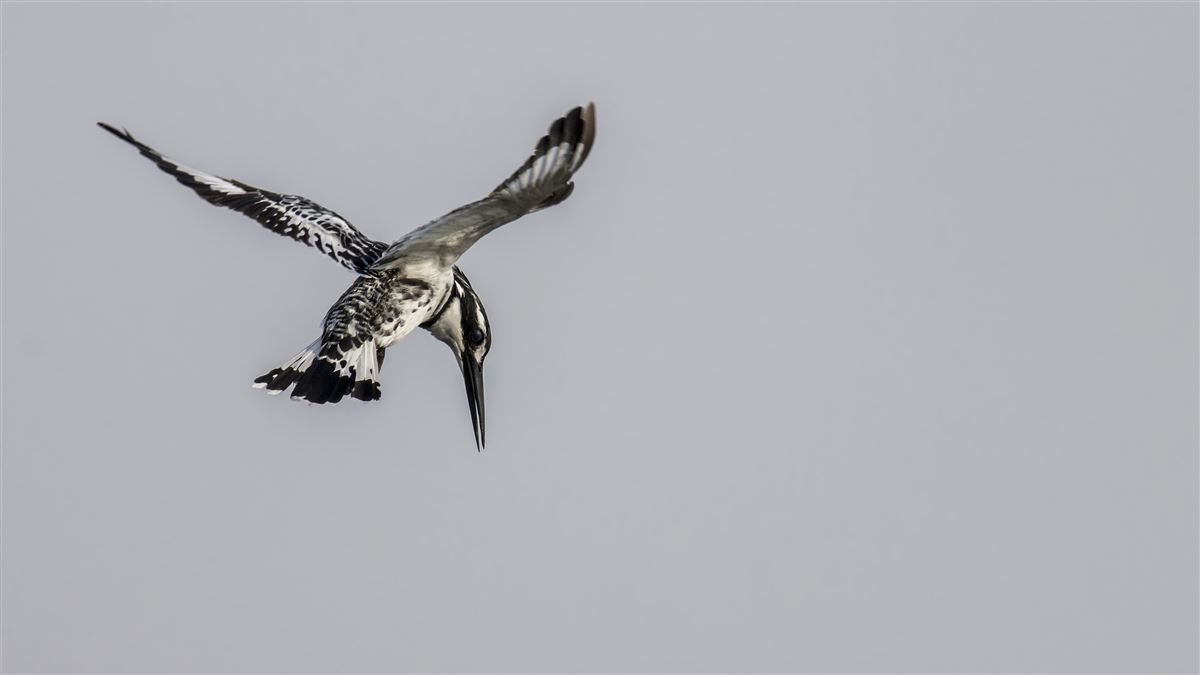 Pied Kingfisher