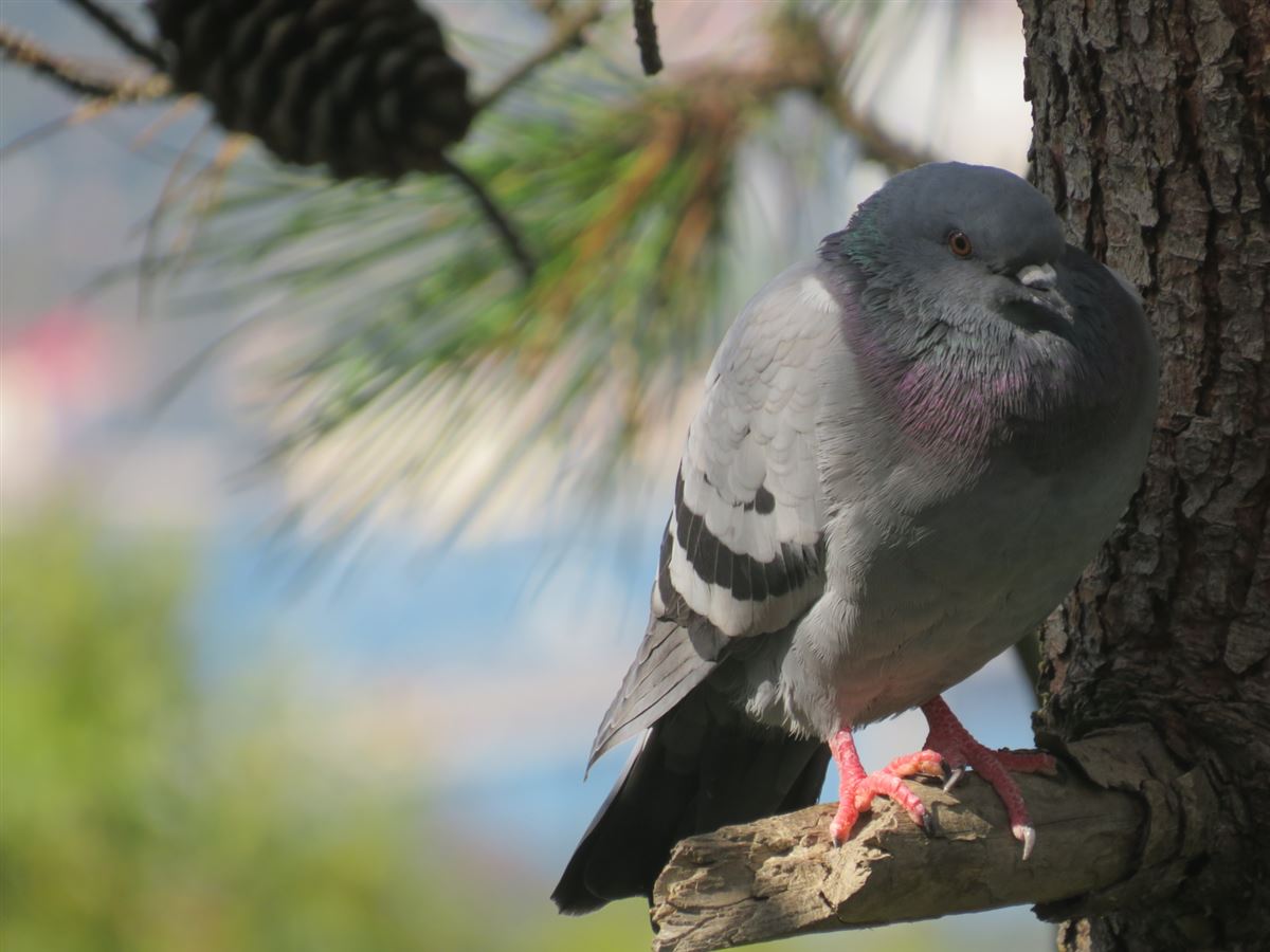 Rock Dove