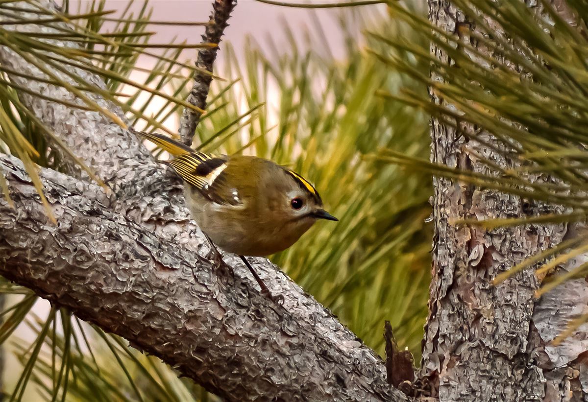 Goldcrest