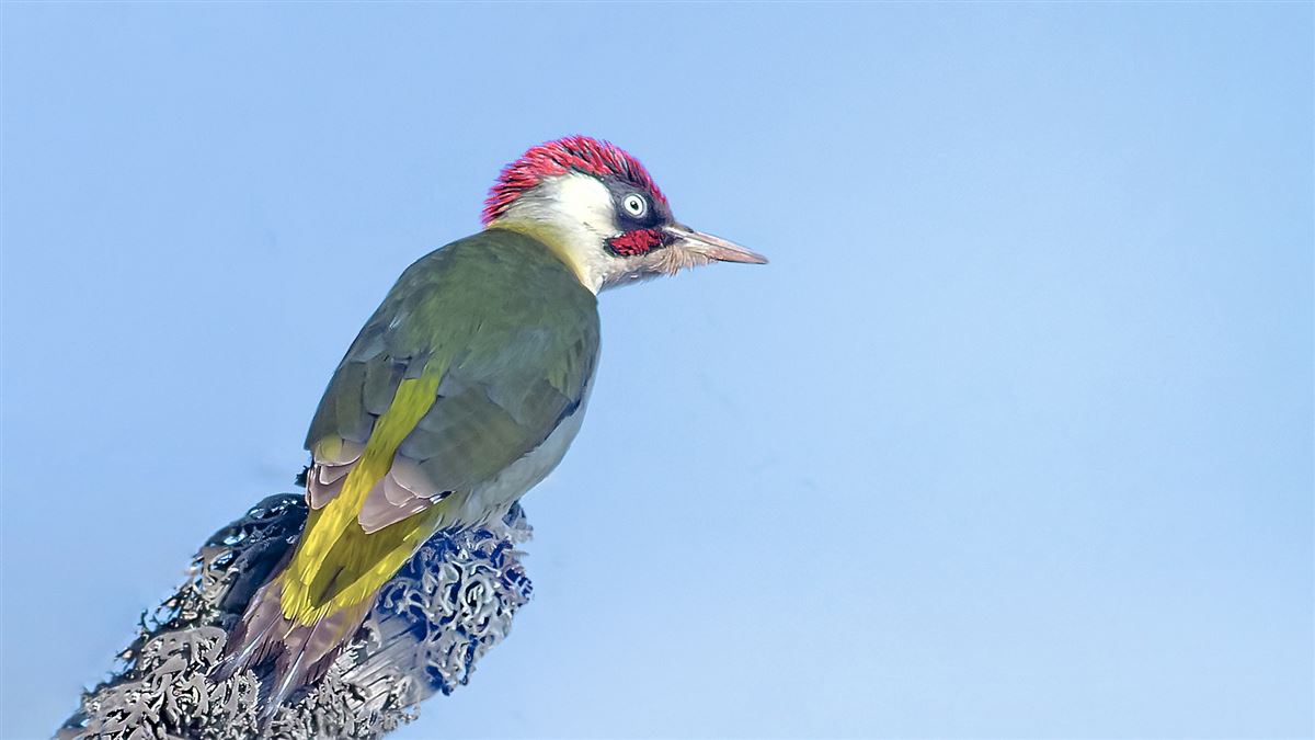 European Green Woodpecker